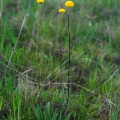 Craspedia variabilis (Common Billy Buttons) at Conder, ACT - 22 Oct 2000 by michaelb
