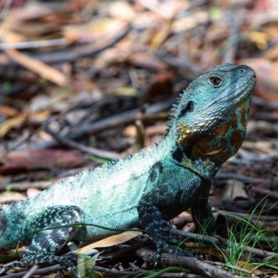 Intellagama lesueurii howittii (Gippsland Water Dragon) at Acton, ACT - 4 Jan 2017 by AlexSof