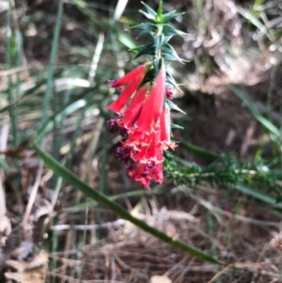 Epacris impressa (Common Heath) at Tura Beach, NSW - 6 Sep 2017 by May