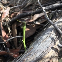 Pterostylis pedunculata (Maroonhood) at Black Mountain - 8 Sep 2017 by TobiasHayashi