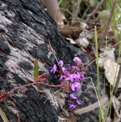 Hardenbergia violacea (False Sarsaparilla) at Belconnen, ACT - 6 Sep 2017 by WalterEgo