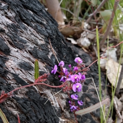 Hardenbergia violacea (False Sarsaparilla) at Belconnen, ACT - 6 Sep 2017 by WalterEgo