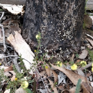 Acacia gunnii at Belconnen, ACT - 6 Sep 2017