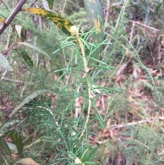 Astrotricha sp. Wallagaraugh (R.O.Makinson 1228) NSW Herbarium (Merimbula Star-hair) at Tura Beach, NSW - 7 Sep 2017 by lyndz