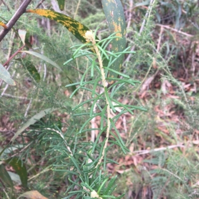 Astrotricha sp. Wallagaraugh (R.O.Makinson 1228) NSW Herbarium (Merimbula Star-hair) at Tura Beach, NSW - 7 Sep 2017 by lyndz