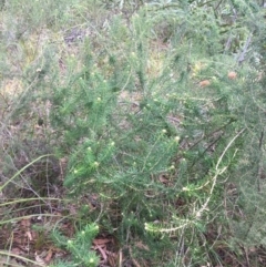 Astrotricha sp. Wallagaraugh (R.O.Makinson 1228) NSW Herbarium at Tura Beach, NSW - suppressed