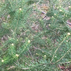 Astrotricha sp. Wallagaraugh (R.O.Makinson 1228) NSW Herbarium at Tura Beach, NSW - suppressed