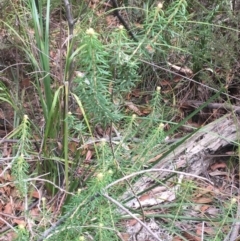 Astrotricha sp. Wallagaraugh (R.O.Makinson 1228) NSW Herbarium at Tura Beach, NSW - suppressed