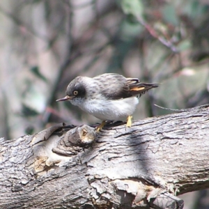 Daphoenositta chrysoptera at Tennent, ACT - 8 Sep 2017