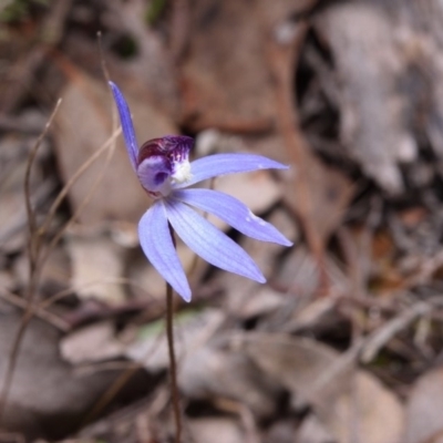 Cyanicula caerulea (Blue Fingers, Blue Fairies) at Black Mountain - 8 Sep 2017 by RobertD