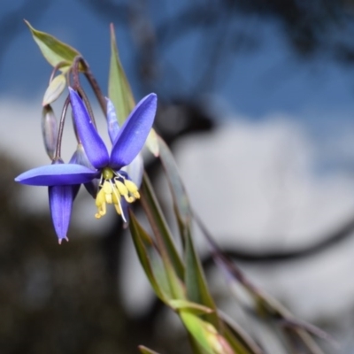 Stypandra glauca (Nodding Blue Lily) at Canberra Central, ACT - 8 Sep 2017 by RobertD