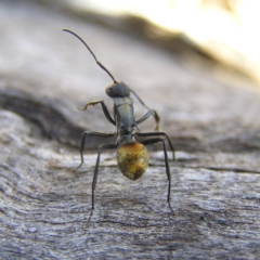 Polyrhachis ammon (Golden-spined Ant, Golden Ant) at Tennent, ACT - 7 Sep 2017 by MatthewFrawley