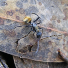 Polyrhachis ammon at Tennent, ACT - 8 Sep 2017