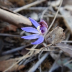 Cyanicula caerulea (Blue Fingers, Blue Fairies) at Aranda, ACT - 8 Sep 2017 by CathB