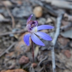 Cyanicula caerulea at Aranda, ACT - 8 Sep 2017