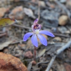 Cyanicula caerulea at Aranda, ACT - suppressed