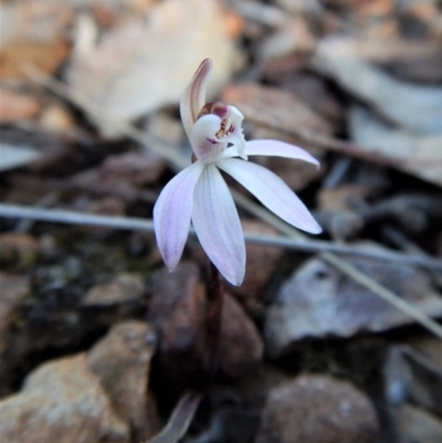 Caladenia fuscata (Dusky Fingers) at Aranda, ACT - 8 Sep 2017 by CathB