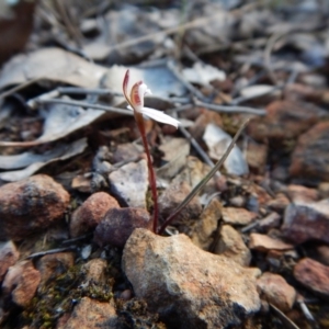 Caladenia fuscata at Aranda, ACT - 8 Sep 2017