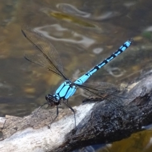 Diphlebia nymphoides at Karabar, NSW - 28 Dec 2016 06:23 PM