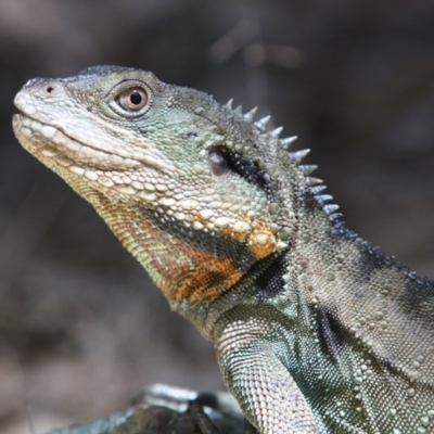 Intellagama lesueurii howittii (Gippsland Water Dragon) at Acton, ACT - 5 Jan 2017 by AlexSof