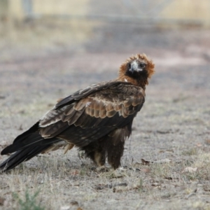 Aquila audax at Wanniassa, ACT - 3 Mar 2017