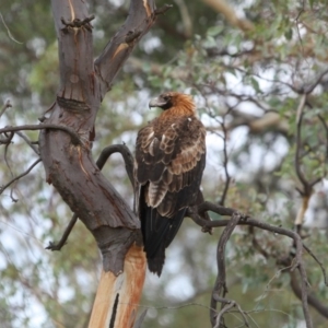 Aquila audax at Wanniassa, ACT - 3 Mar 2017