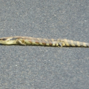 Tiliqua scincoides scincoides at Bungendore, NSW - 29 Sep 2015 12:00 AM