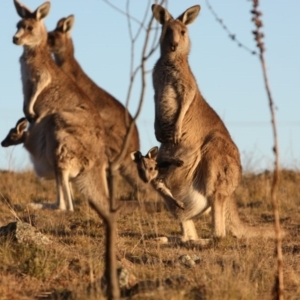 Macropus giganteus at Farrer, ACT - 8 Aug 2017 12:00 AM