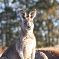 Macropus giganteus at Farrer, ACT - 8 Aug 2017