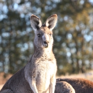 Macropus giganteus at Farrer, ACT - 8 Aug 2017 12:00 AM