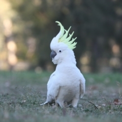 Cacatua galerita at Forrest, ACT - 3 Sep 2017