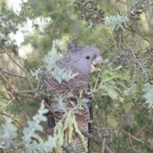 Callocephalon fimbriatum at Majura, ACT - 25 Dec 2016