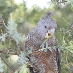 Callocephalon fimbriatum at Majura, ACT - 25 Dec 2016