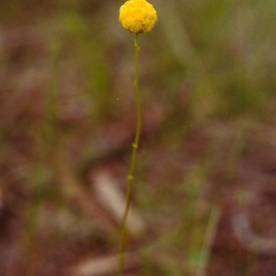 Craspedia variabilis (Common Billy Buttons) at Conder, ACT - 20 Nov 1999 by MichaelBedingfield