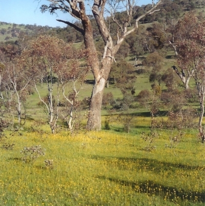 Craspedia variabilis (Common Billy Buttons) at Rob Roy Spring 1(M) - 26 Oct 2005 by michaelb