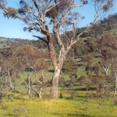 Eucalyptus melliodora (Yellow Box) at Rob Roy Spring 1(M) - 26 Oct 2005 by michaelb