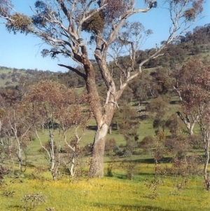 Eucalyptus melliodora at Rob Roy Spring 1(M) - 27 Oct 2005