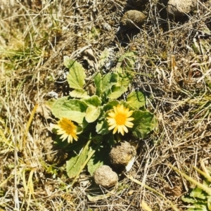 Cymbonotus sp. (preissianus or lawsonianus) at Conder, ACT - 28 Sep 1999