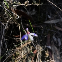 Cyanicula caerulea (Blue Fingers, Blue Fairies) at Canberra Central, ACT - 9 Sep 2017 by AaronClausen