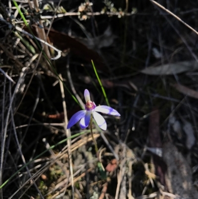 Cyanicula caerulea (Blue Fingers, Blue Fairies) at Black Mountain - 9 Sep 2017 by AaronClausen