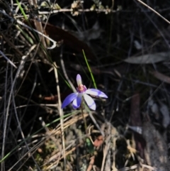 Cyanicula caerulea at Canberra Central, ACT - 9 Sep 2017