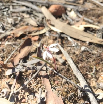 Caladenia fuscata (Dusky Fingers) at Black Mountain - 9 Sep 2017 by AaronClausen