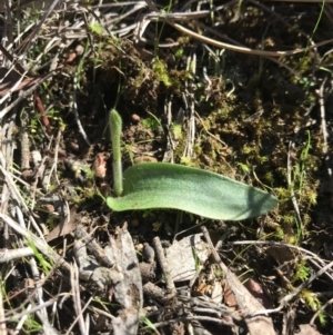 Glossodia major at Canberra Central, ACT - 9 Sep 2017