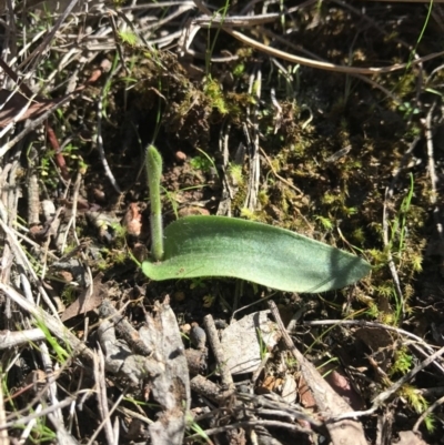 Glossodia major (Wax Lip Orchid) at Canberra Central, ACT - 9 Sep 2017 by AaronClausen