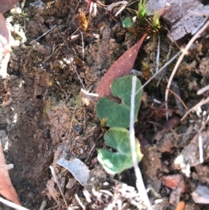 Acianthus sp. at Canberra Central, ACT - suppressed