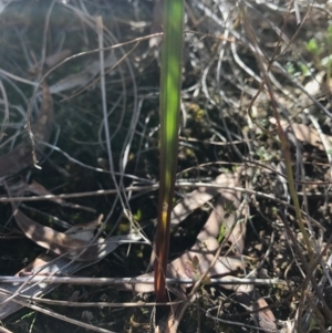 Calochilus sp. at Canberra Central, ACT - 9 Sep 2017