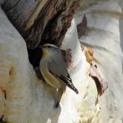 Pardalotus striatus (Striated Pardalote) at Urambi Hills - 9 Sep 2017 by KShort