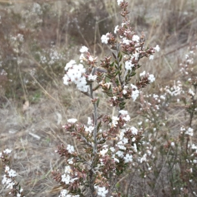 Styphelia attenuata (Small-leaved Beard Heath) at Wanniassa Hill - 9 Sep 2017 by Mike