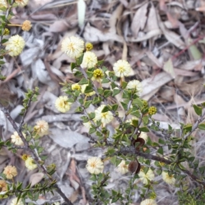 Acacia gunnii at Wanniassa Hill - 9 Sep 2017 02:49 PM