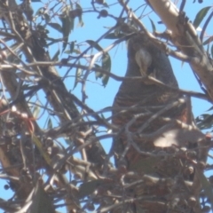 Callocephalon fimbriatum (Gang-gang Cockatoo) at West Stromlo - 9 Sep 2017 by MichaelMulvaney